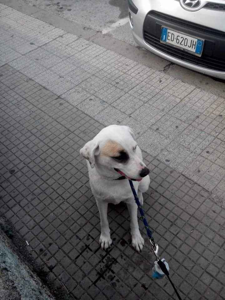 Too cute: i vostri amici animali - 2