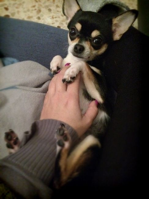 I nostri amici animali.. - 2