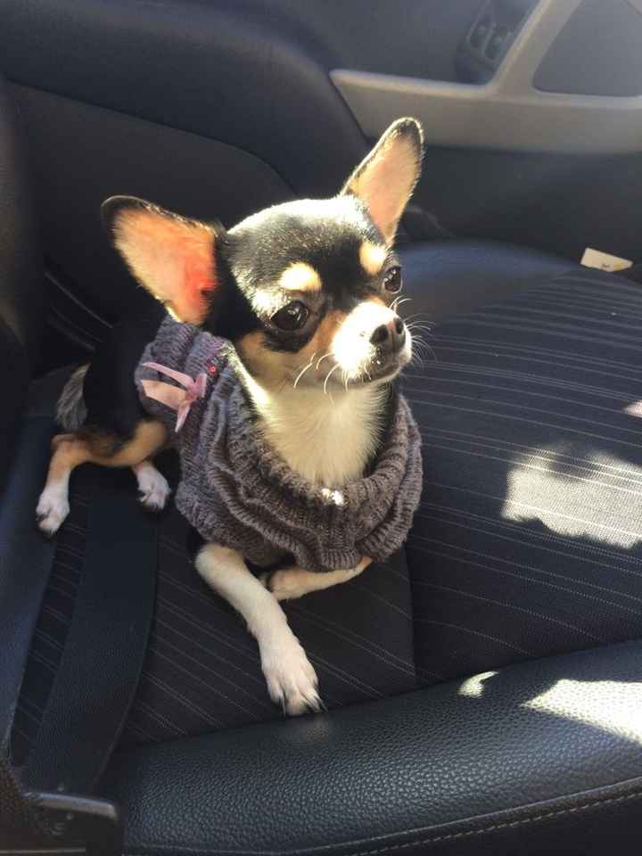 Vivere anche con un amico a quattro zampe... - 1