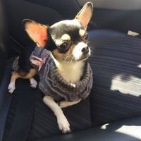 Vivere anche con un amico a quattro zampe... - 1