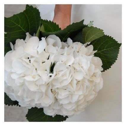 Bouquet Ortensie Bianche