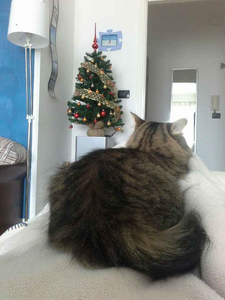 Ultimo anno di lavoro per il nostro alberello! - 2