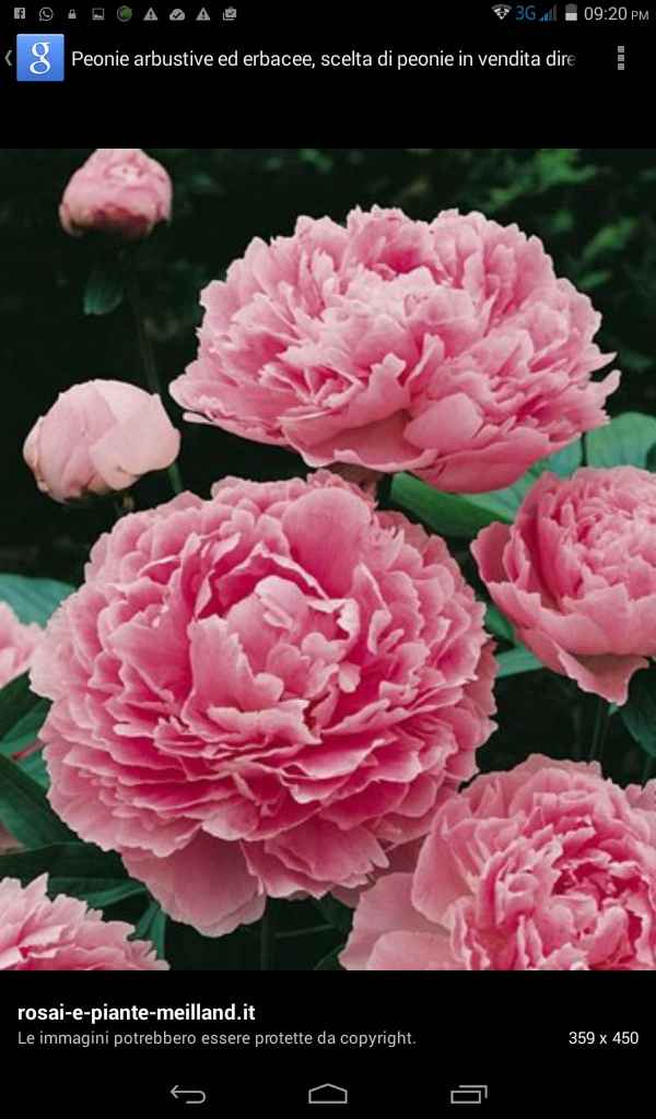 Le peonie - il fiore del mio matrimonio. - 2