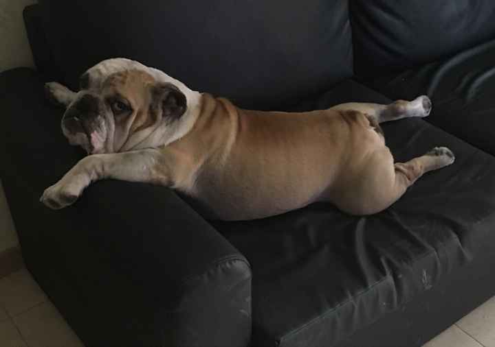 Animaletti pelosi. - 1