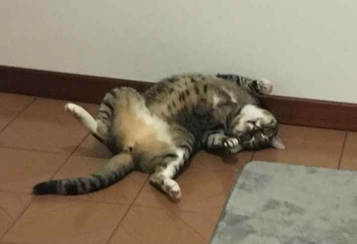 Vivere anche con un amico a quattro zampe... - 2