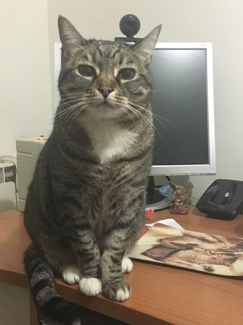 A ottobre mi sposo e...... - 1