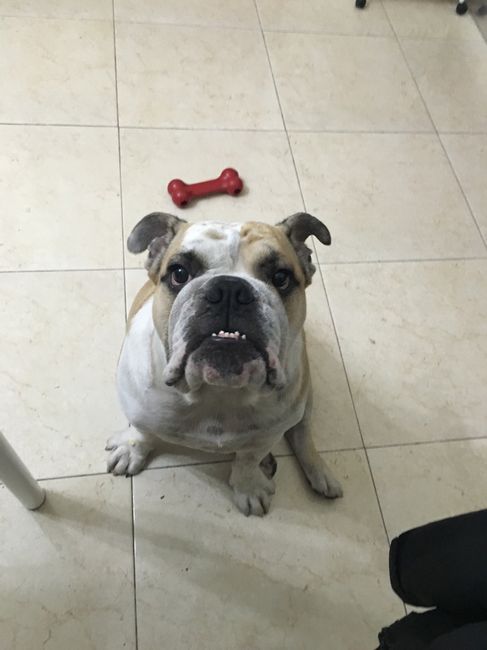 Pelosi e matrimonio - 1