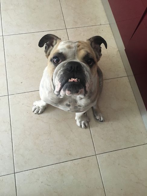 Prenderete un animale domestico? Quale? - 1