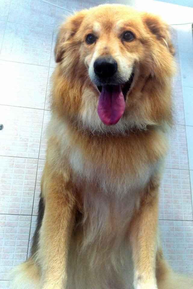 Too cute: i vostri amici animali - 1