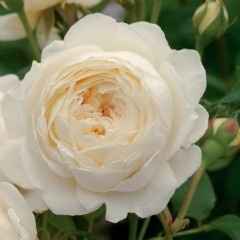 rosa inglese
