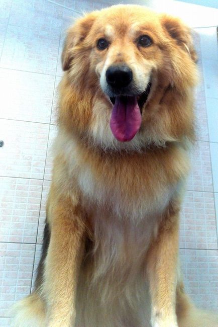 E i nostri amici a 4 zampe ??? - 1