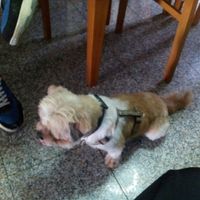 Amanti degli animali - 1