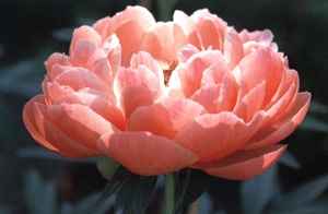 Color corallo... e i fiori..??  ???? - 4