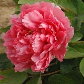 Color corallo... e i fiori..??  ???? - 2