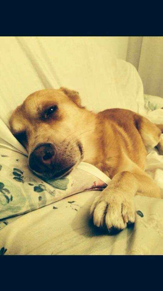 Compagno a 4 zampe? - 1