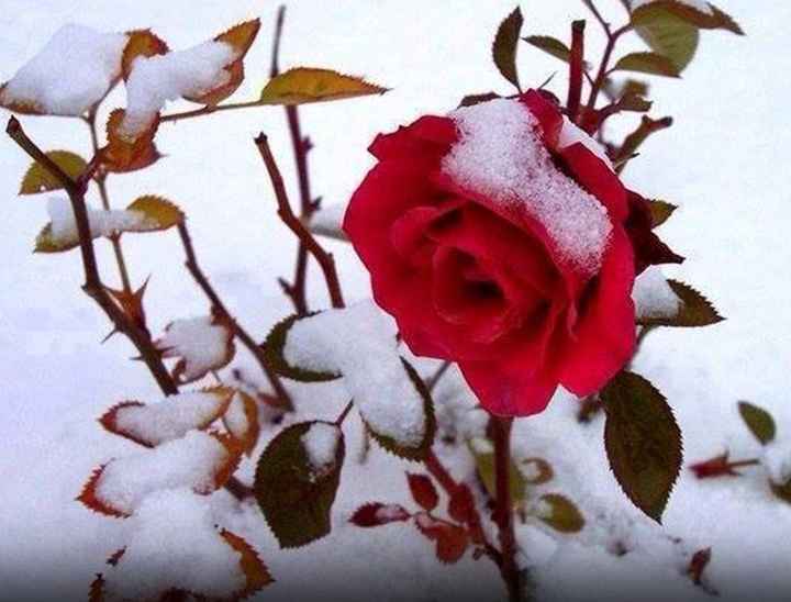 pensiero d'amore del giorno - 149