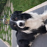 Francesco