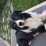 Francesco