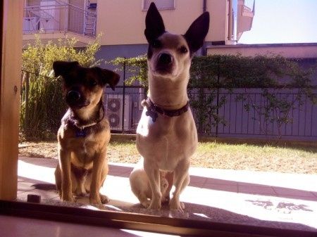 Le foto dei vostri animali - 1
