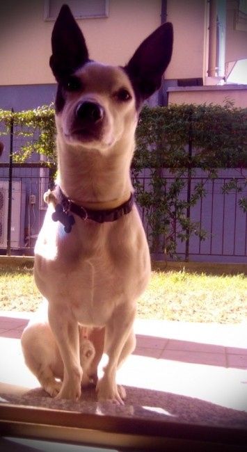 Too cute: i vostri amici animali - 1