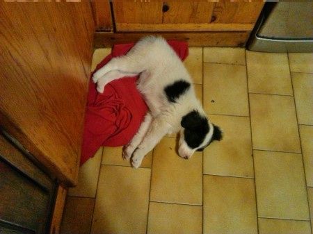 Le foto dei vostri animali - 2