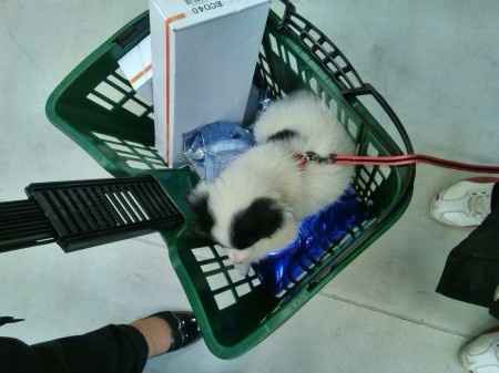 Le foto dei vostri animali - 1