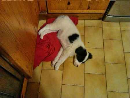 Le foto dei vostri animali - 2