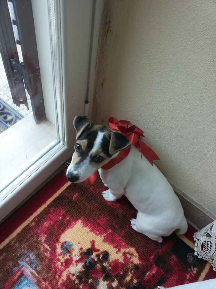 Cani al matrimonio - 1