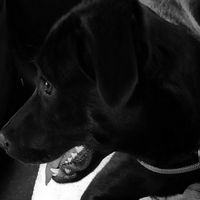 Giornata mondiale d 🐶🐕🐕 - 2