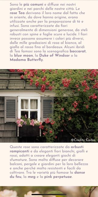 Tema rose ( ma non colori!!) 4