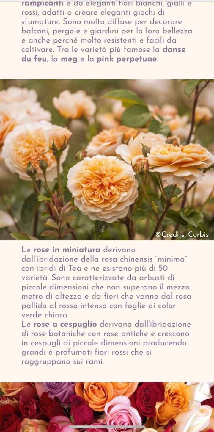 Tema rose ( ma non colori!!) - 4