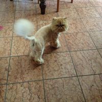 Il caldo e i nostri amici pelosetti! - 1