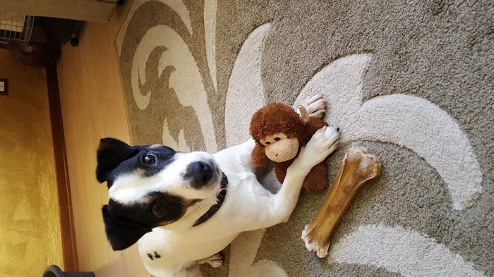 Animaletti in casa - 1