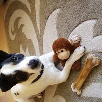 Animaletti in casa - 1