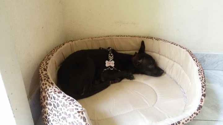 La nuova arrivata ?? - 1