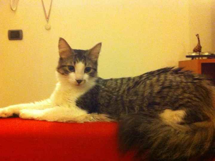 il nostro felino