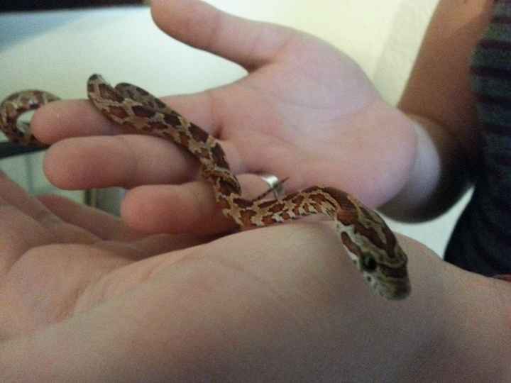 Sibilooooo