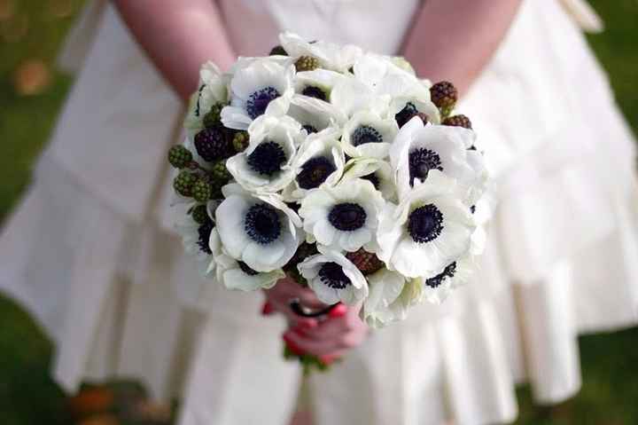 anemoni