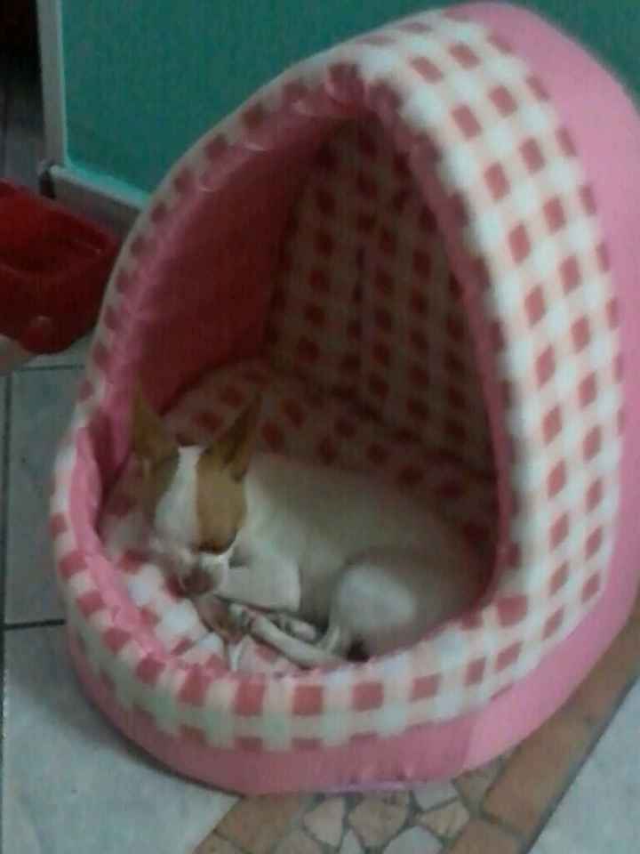 Le foto dei vostri animali - 3