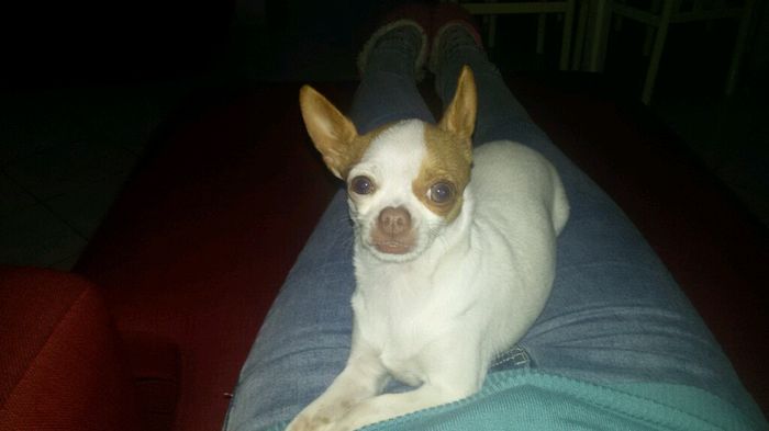 Le foto dei vostri animali - 2