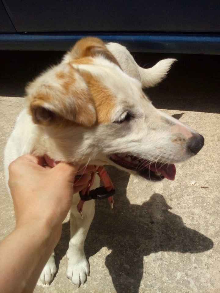 Jack Russell terrier 