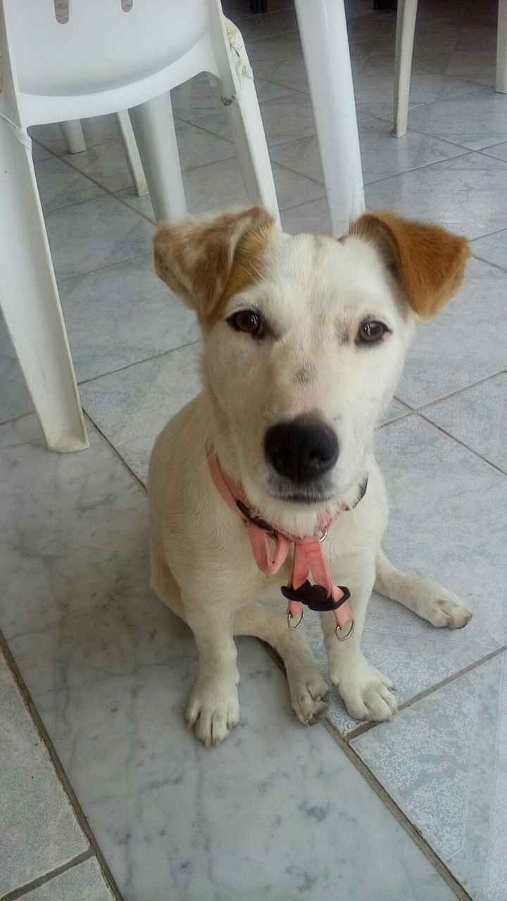 Jack Russell terrier 