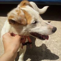 Jack Russell terrier 