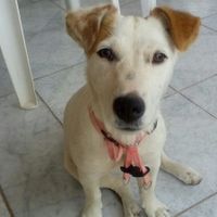 Jack Russell terrier 