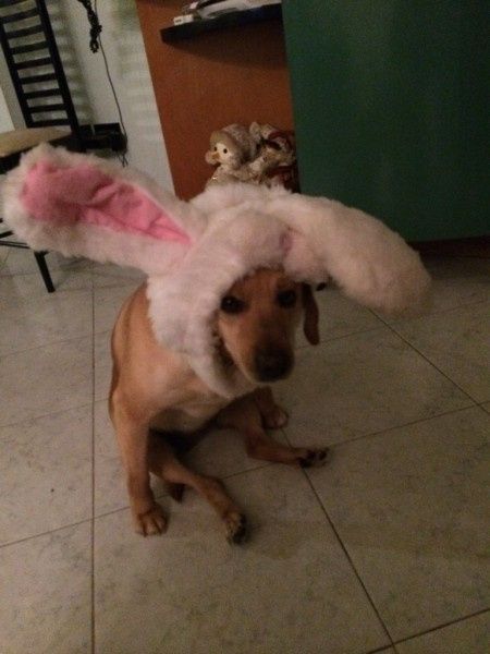 Oggi vi presento i nostri "mimmi" :) - 3