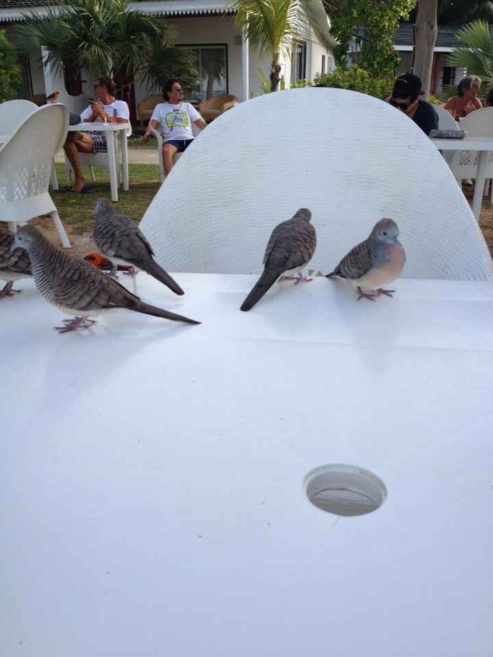 Il nostro viaggio alle seychellesa - 2