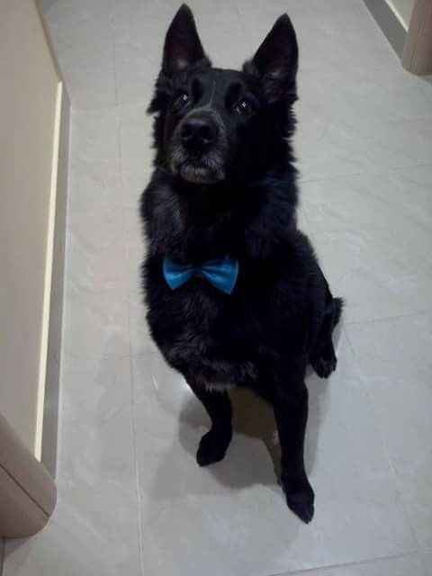 I nostri amici pelosi pronti per le nozze - 1