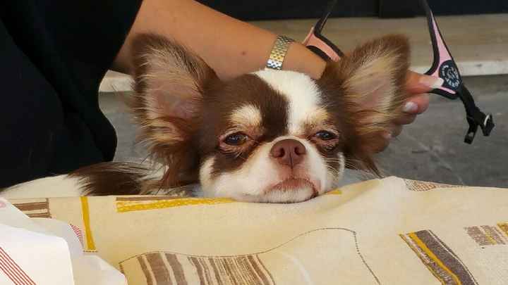 Too cute: i vostri amici animali - 2