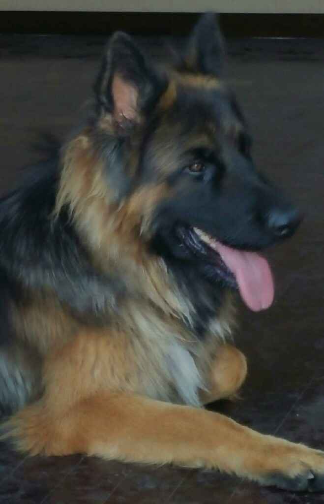 Too cute: i vostri amici animali - 3