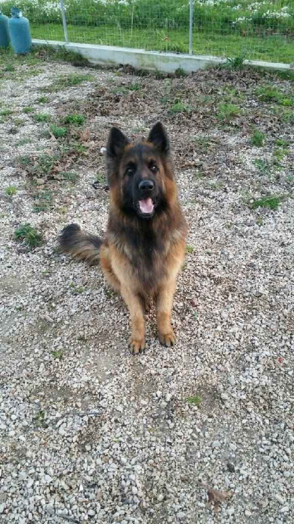 Animaletti in casa - 1